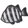 Beakfish (YW1)