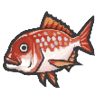 Red Snapper (YW1)