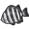 Beakfish (YW1)