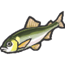 Sweetfish (YW1)